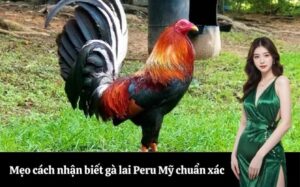 Mẹo cách nhận biết gà lai Peru Mỹ chuẩn xác