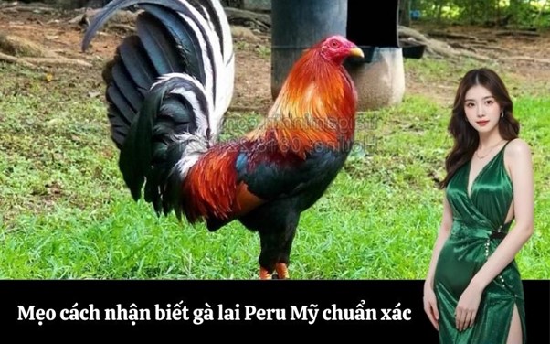 Mẹo cách nhận biết gà lai Peru Mỹ chuẩn xác