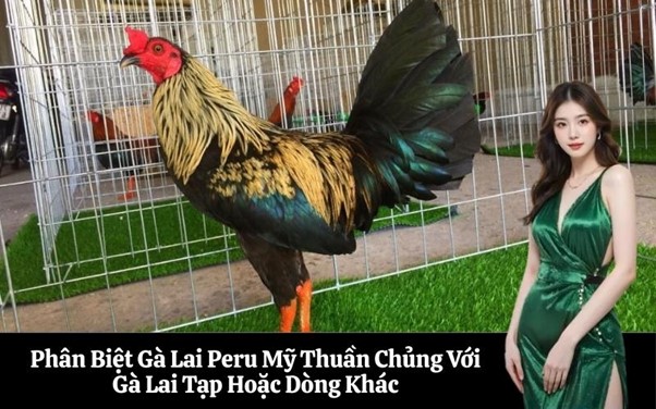 Phân Biệt Gà Lai Peru Mỹ Thuần Chủng Với Gà Lai Tạp Hoặc Dòng Khác