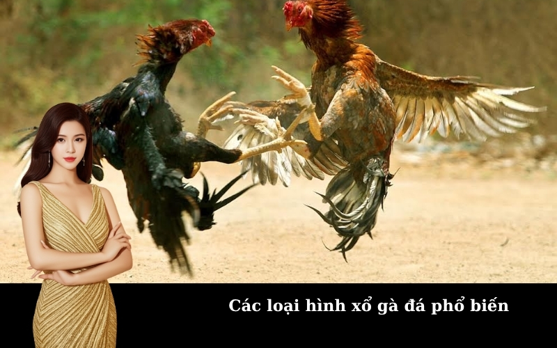Các loại hình xổ gà đá phổ biến